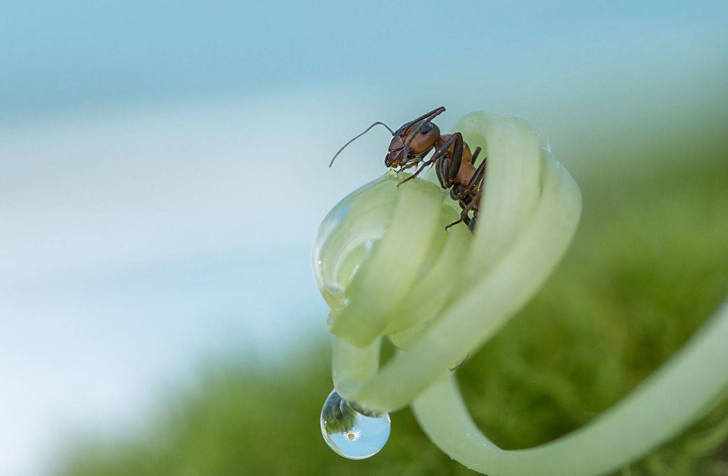 муравьиные истории, муравей, капелька, Коледова Ирина