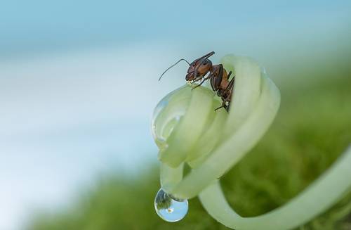 Убежавшая капелька