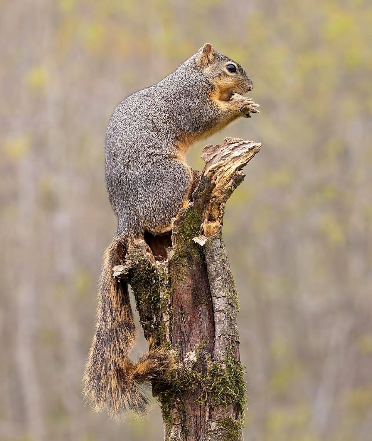 белка, squirrel, лисья белка, fox squirrel, животные,animals, дикие животные, Etkind Elizabeth