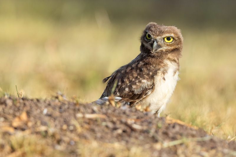 птицы, уругвай *** фото превью