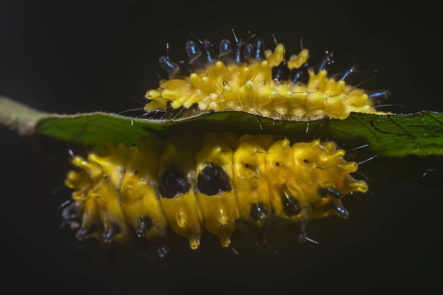 s&acirc;u v&agrave;ng, insect, yellow, macro, black, focus, nature, natural, beauty, beautiful, garden, leaf, bug, NeCoTi ChonTin