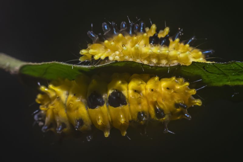 sâu vàng, insect, yellow, macro, black, focus, nature, natural, beauty, beautiful, garden, leaf, bug Con sâu vàng фото превью