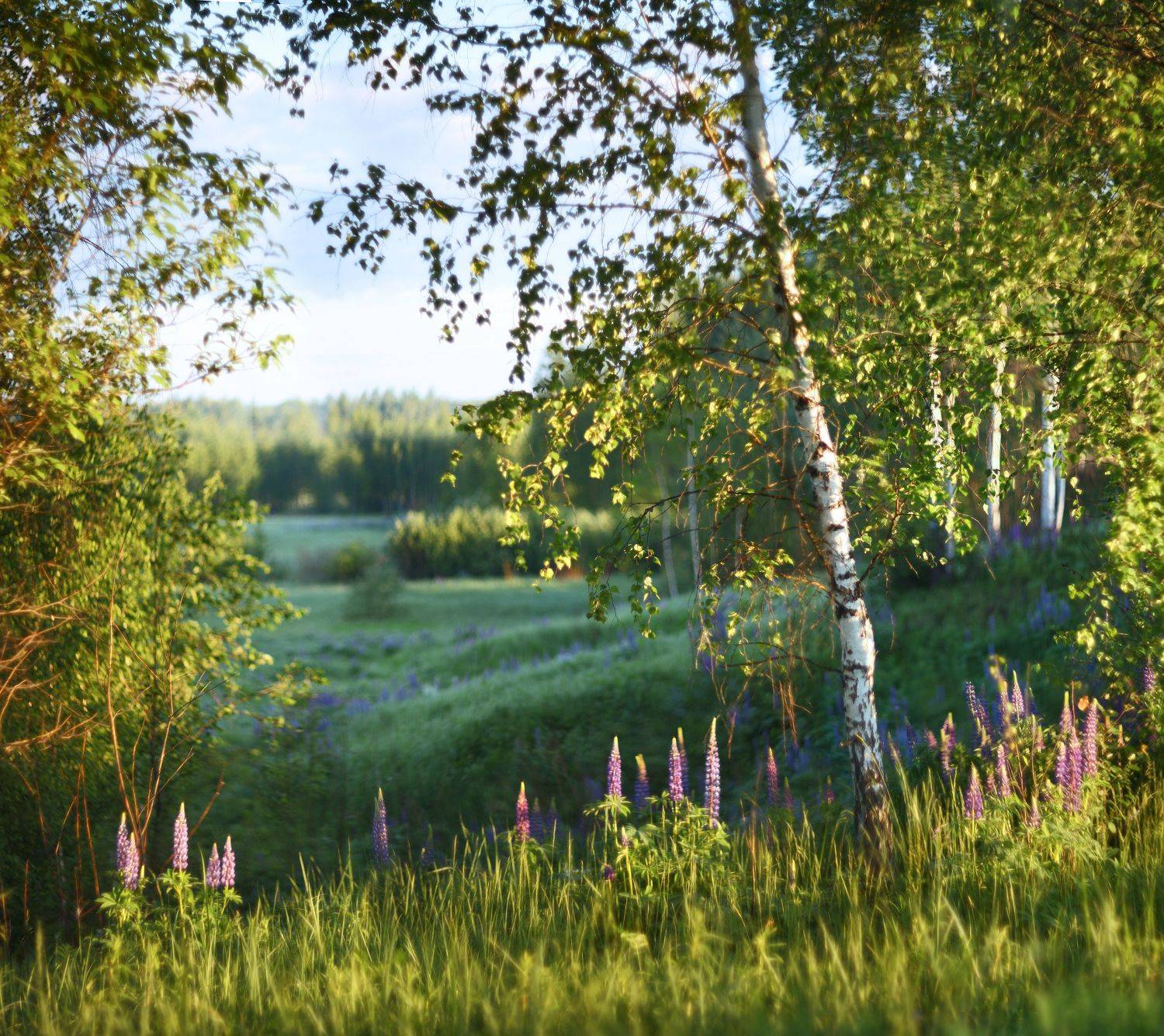утро , поле , лес, Александр Свистков