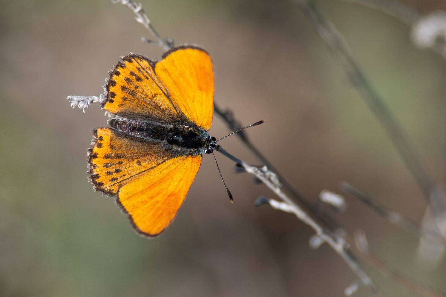 volgograd, russia, wildlife, Lycaena thersamon, , Сторчилов Павел