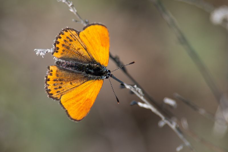 Lycaena thersamon фото превью