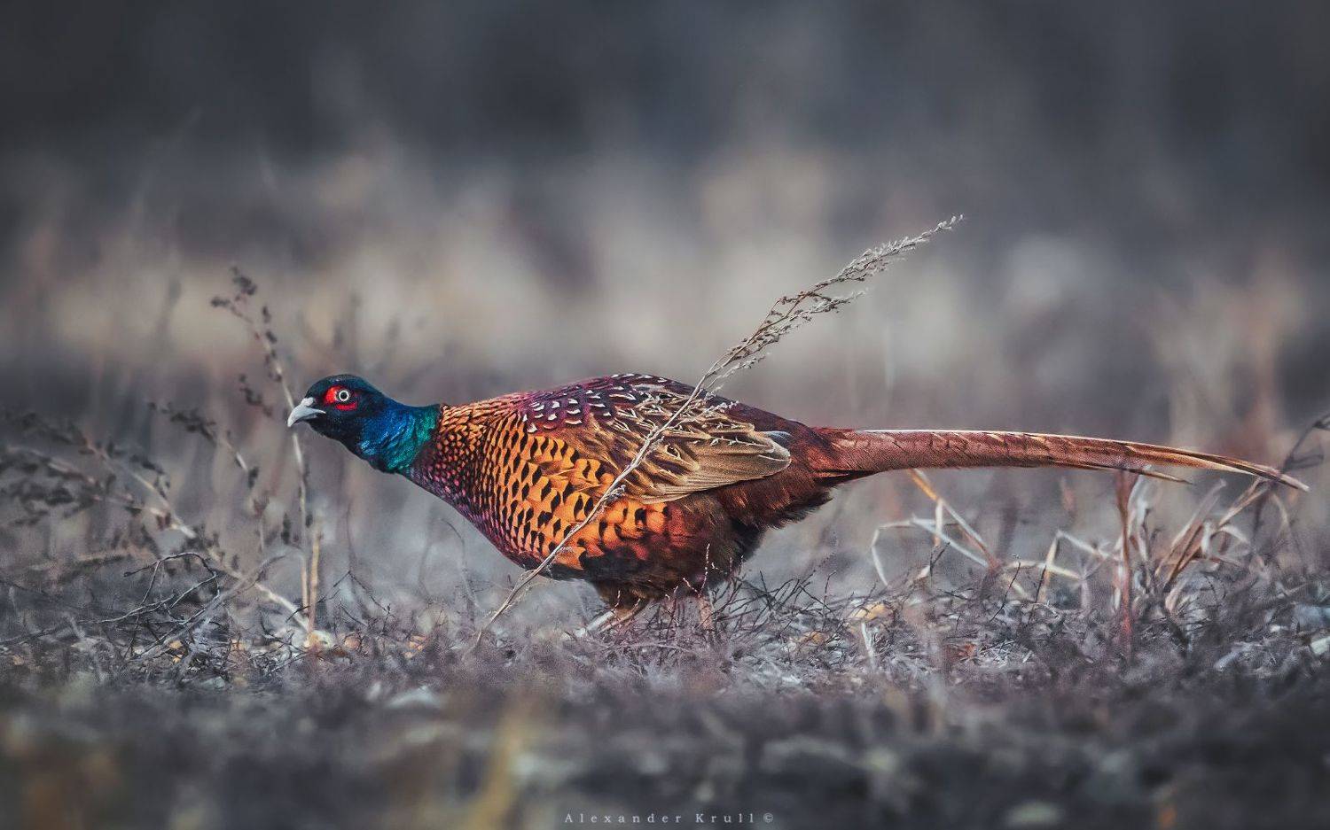 фазан, Круль Александр