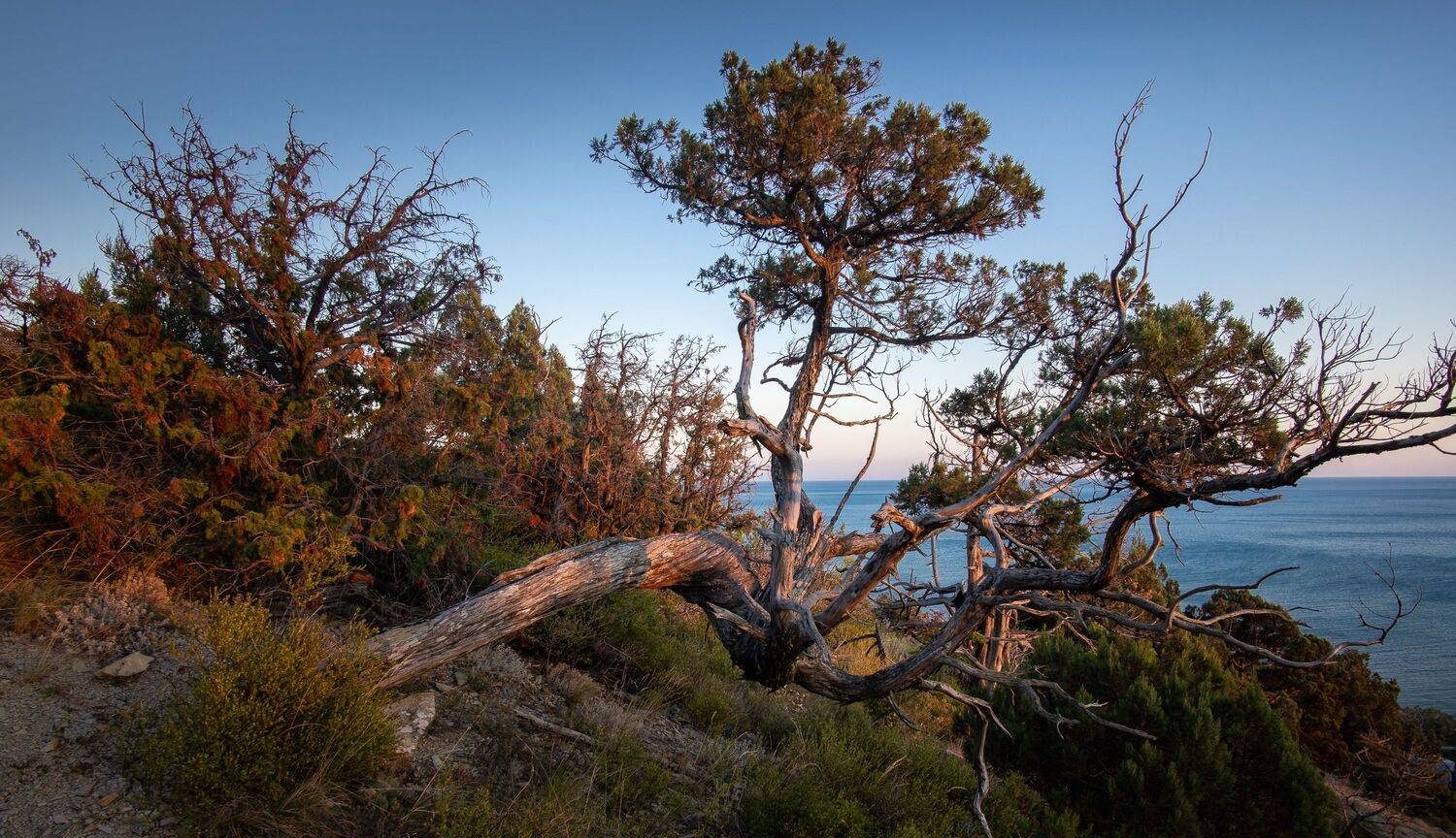 , Вадим Коваленко