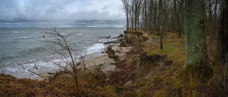 балтийское море, тучи, лес, зима * фото превью