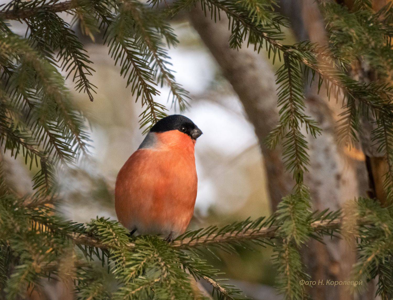 , Наталья Королева