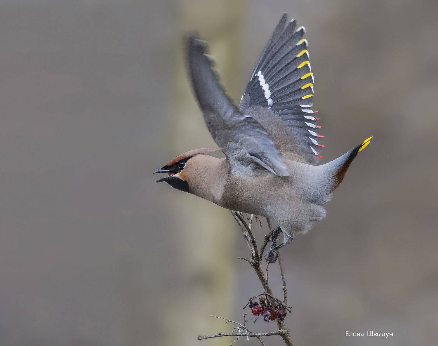 bird of prey, animal, birds, bird, animal wildlife, nature, animals in the wild,bohemian waxwing, свиристель,птицы, птица, Елена Швыдун