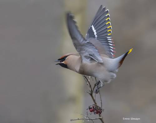 Bohemian waxwing