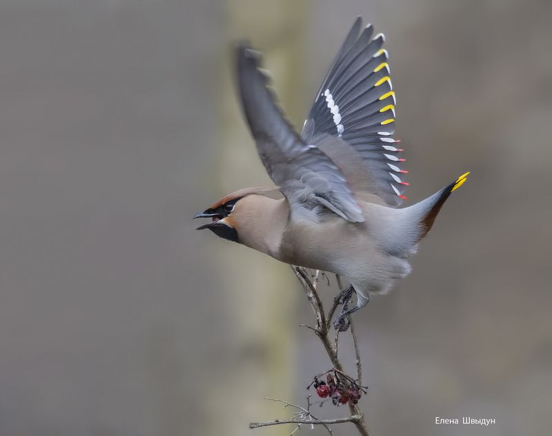 Bohemian waxwing фото превью