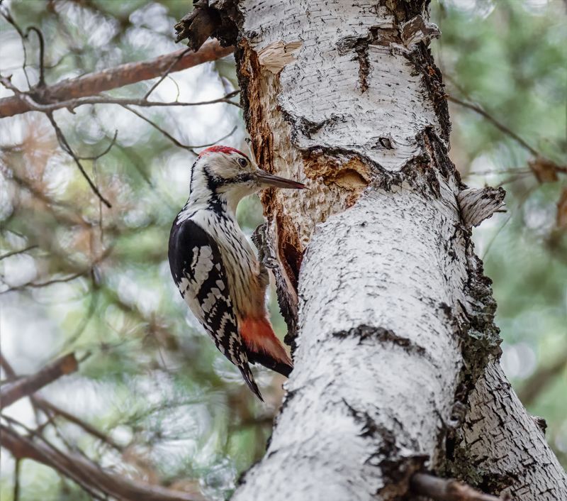 птица, дятел, лес, белоспинный дятел фото превью