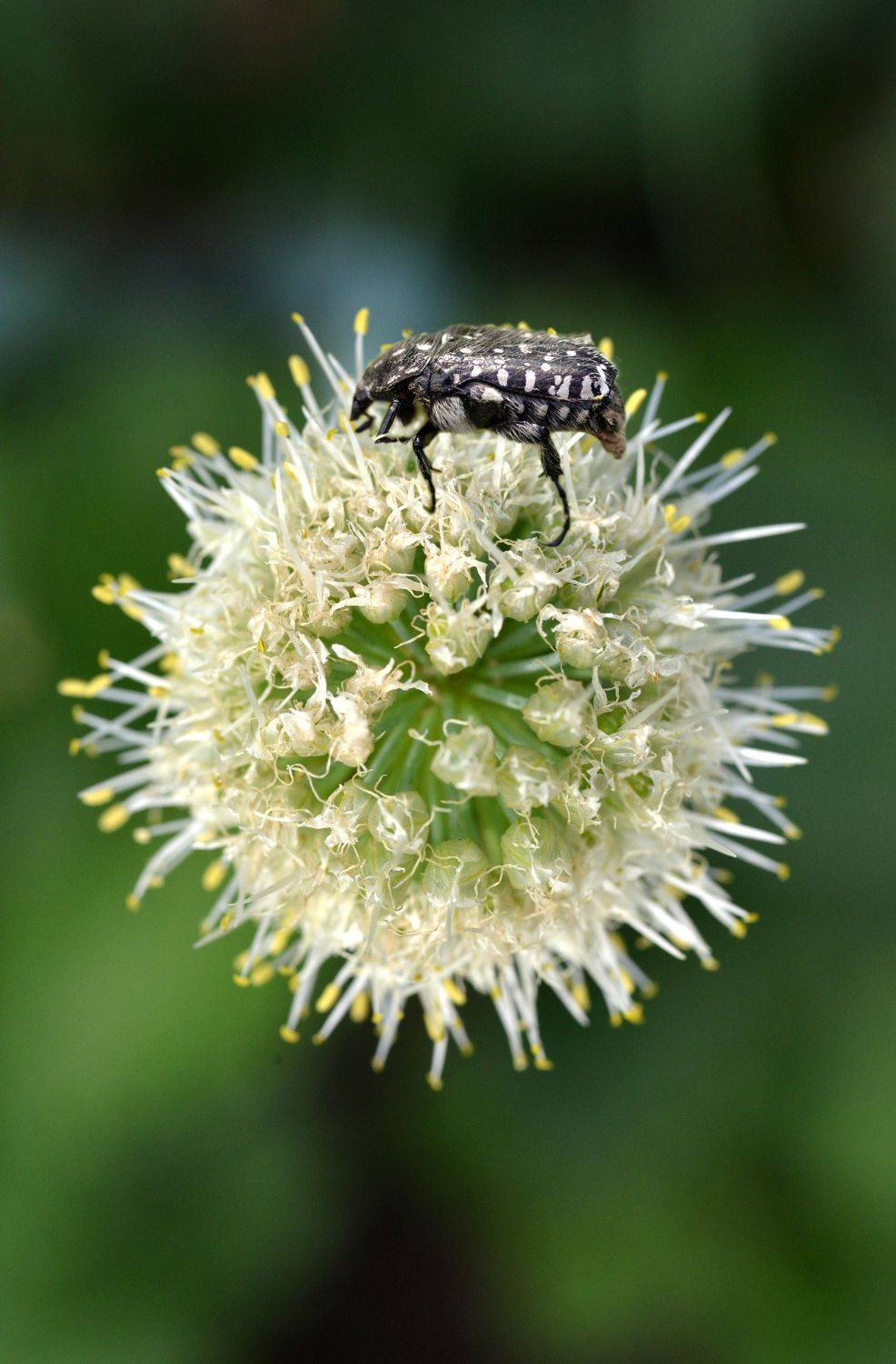 , Владимир Краснов