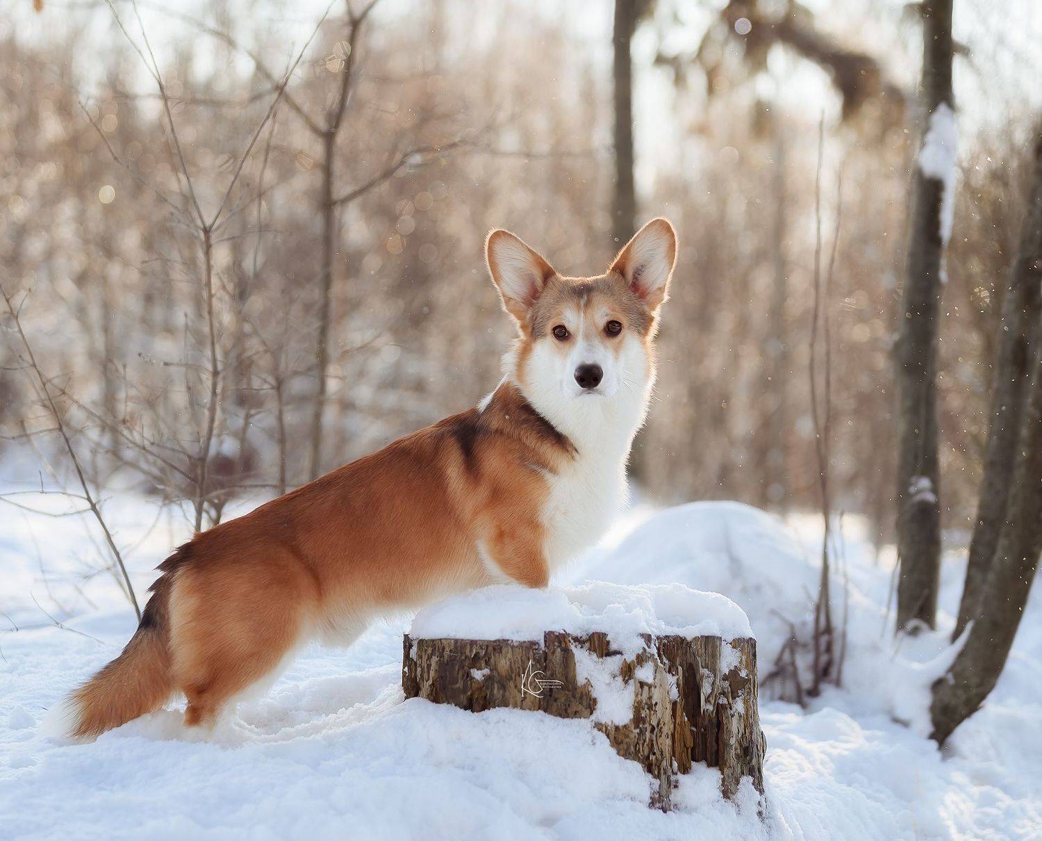 , Коптилина Галина