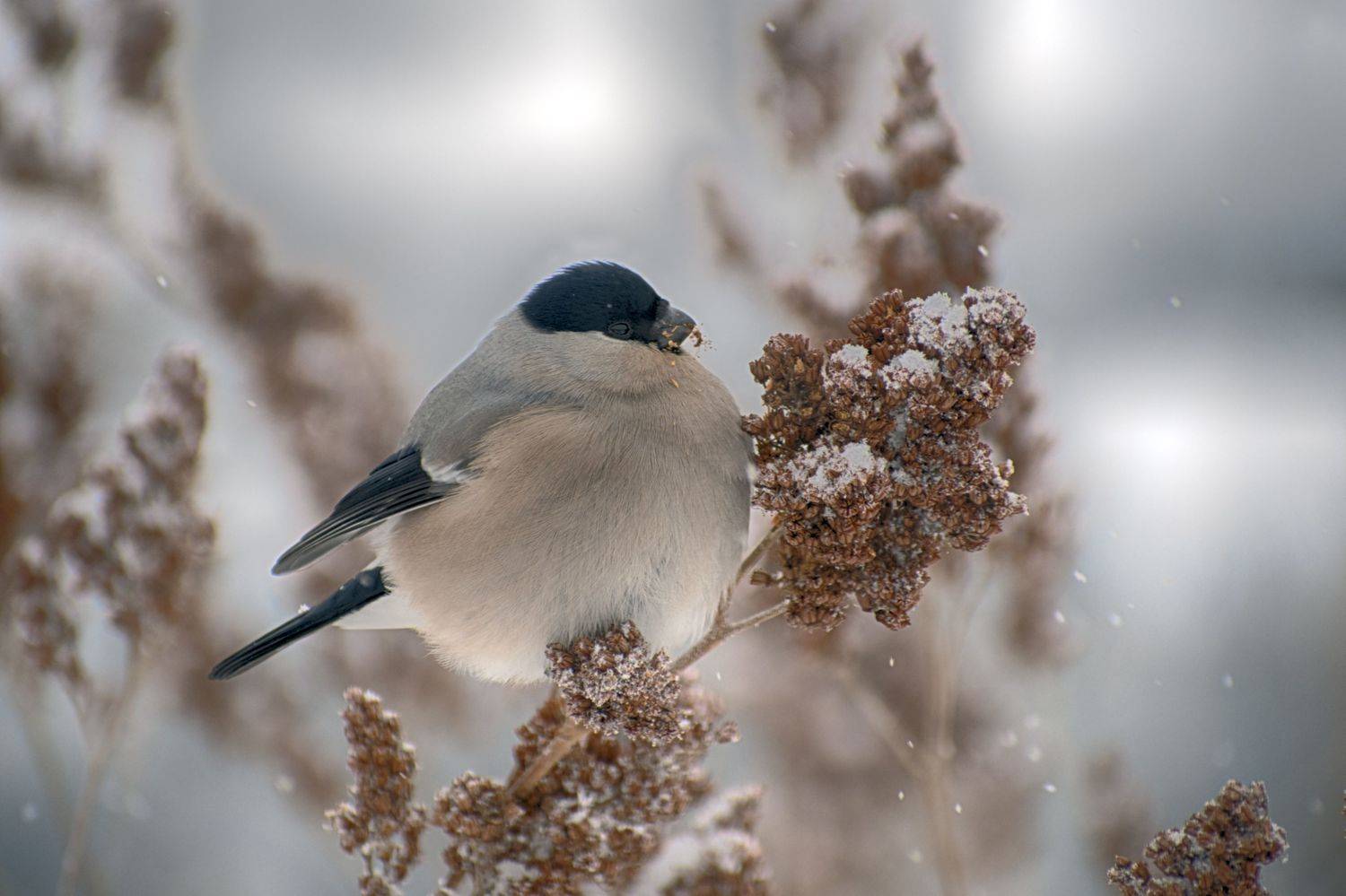 , Таипов Ильгиз