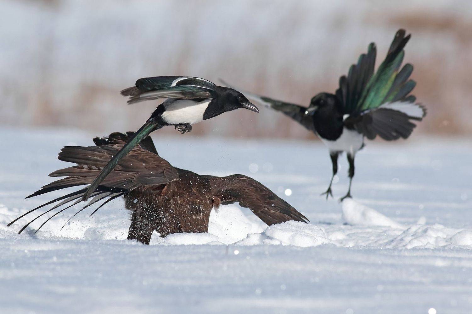 , Славов Георги