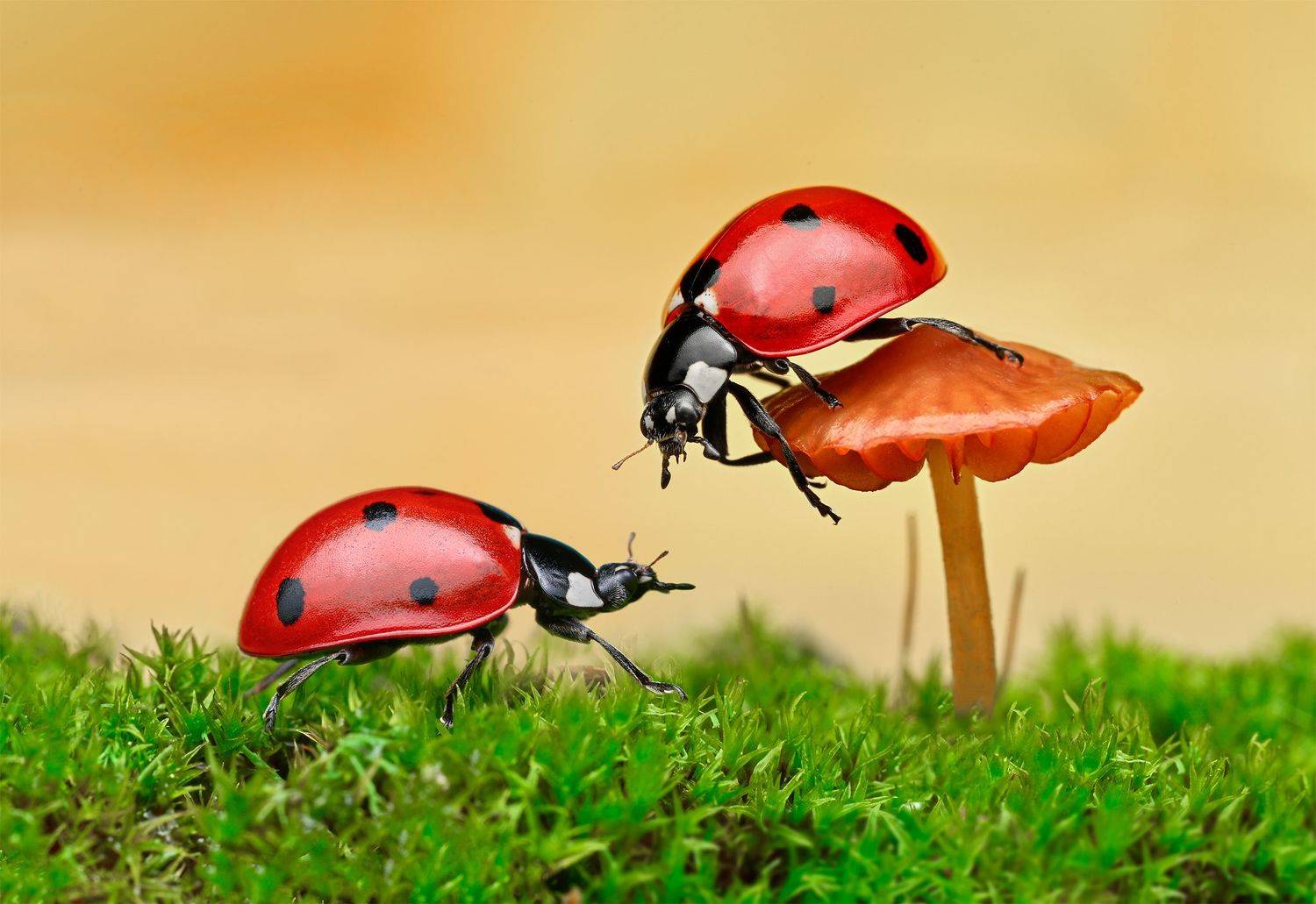 ceclii, macro, Ganev Tsvetan