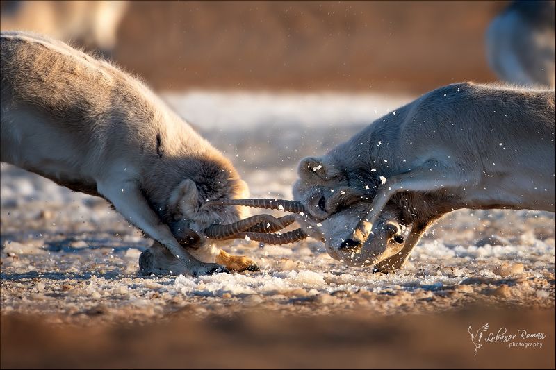 сайгак, степной, битва, бой, лобанов, пересвет Битва в степи ... фото превью