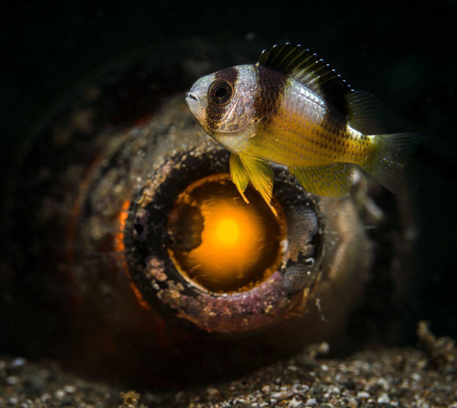 , Савин Андрей