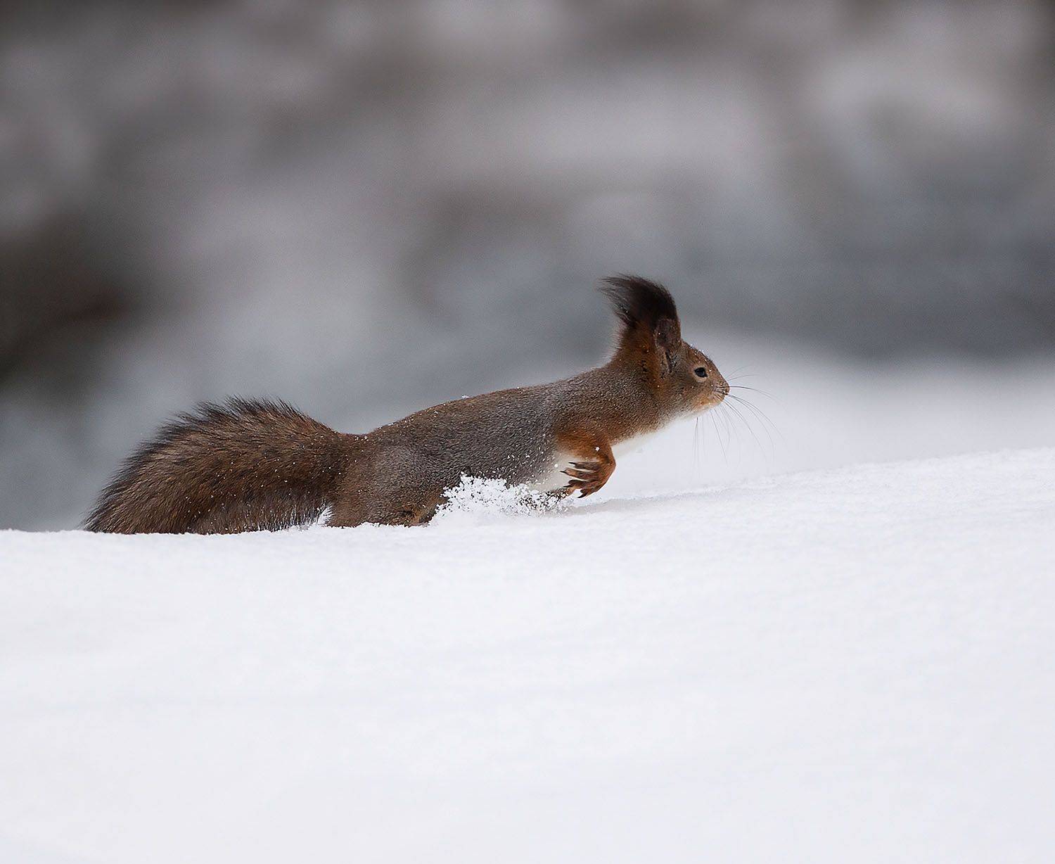 белочка, зима, эмоции, гонка, природа, squirrel, beautiful, forest, movement,winter, nature, Стукалова Юлия