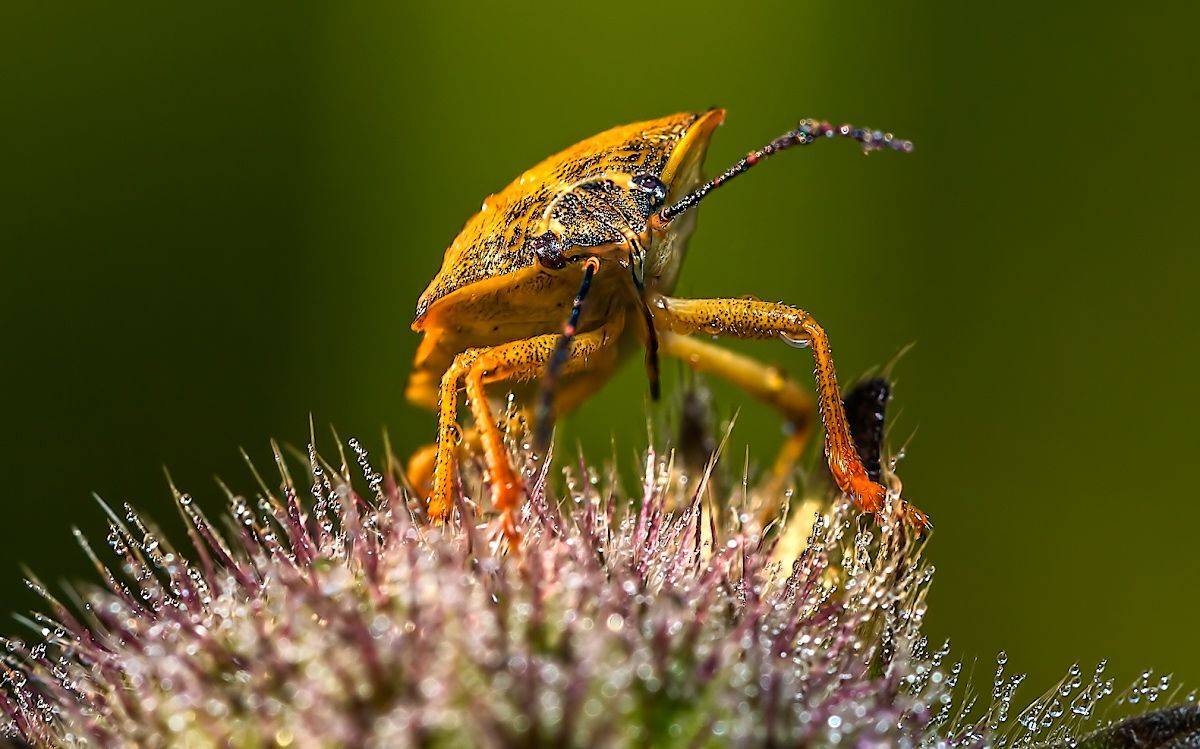 клоп, щитник, роса, утро, лето, июль, Борис Новиков