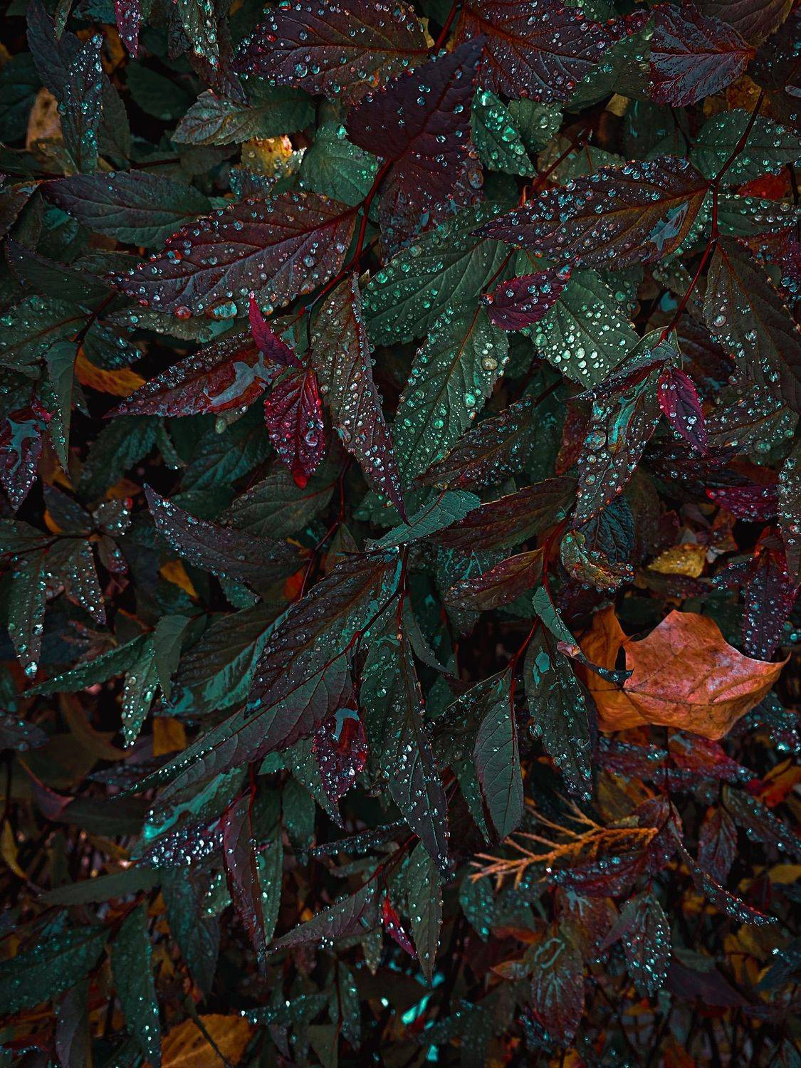 Капли дождя, листья, осень, дождь , Ксения Орлова