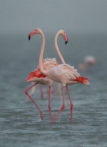 Greater Flamingos