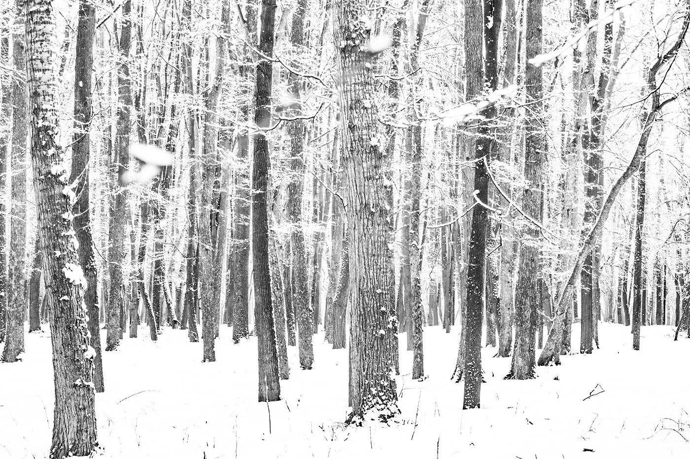 , Чудинин Дмитрий