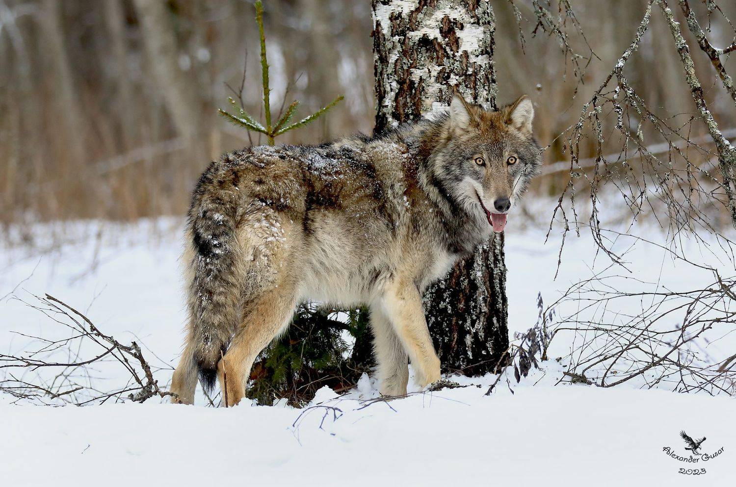 , Александр Гусар