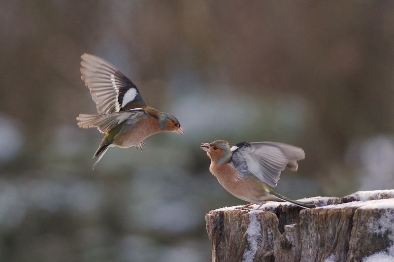 Зяблики фото превью