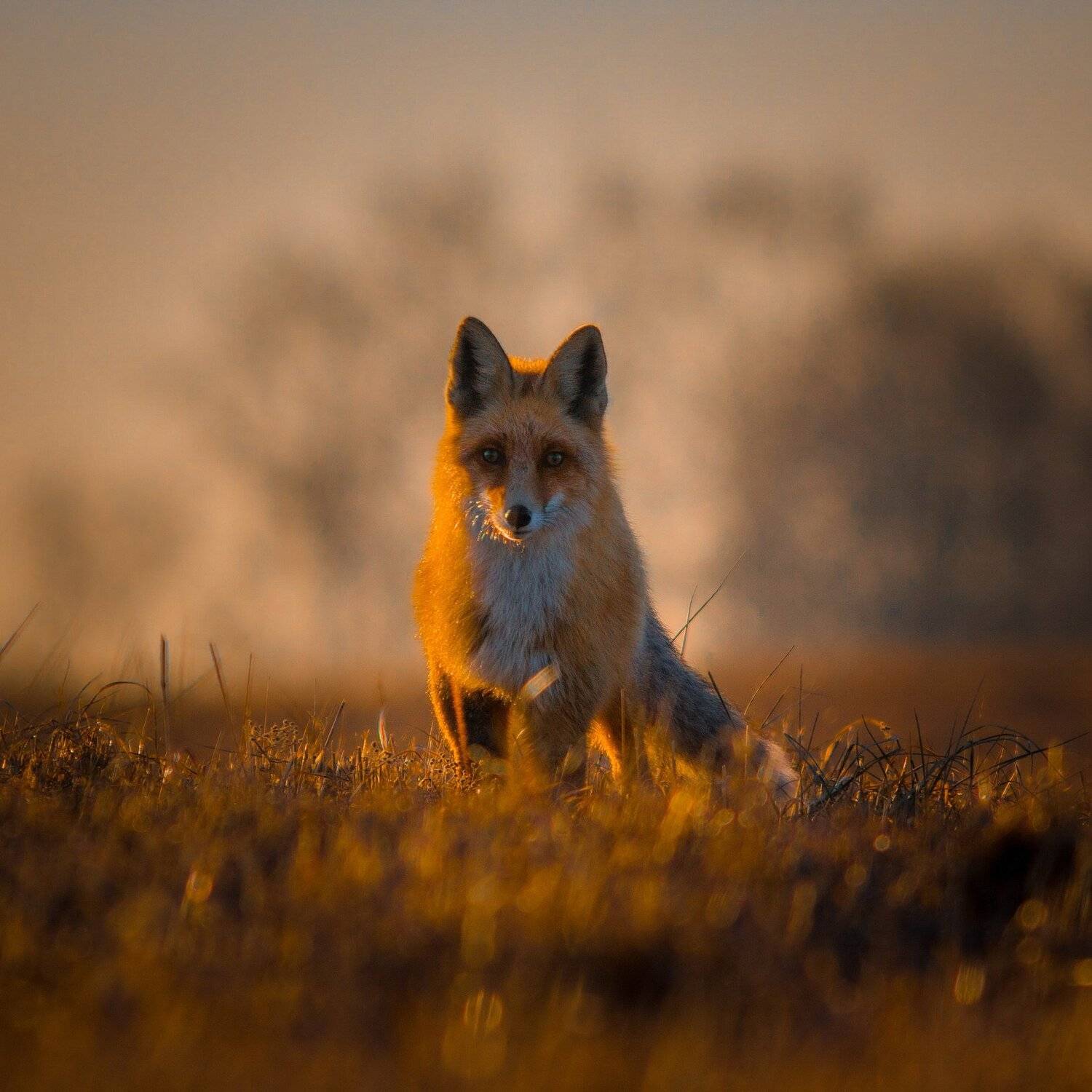 , Вилюнов Дмитрий