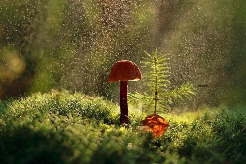 Дождь фото превью