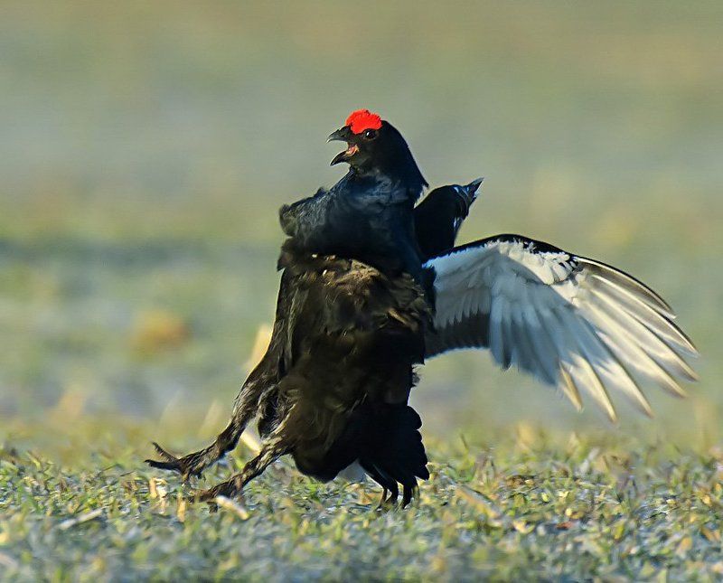 * * * фото превью