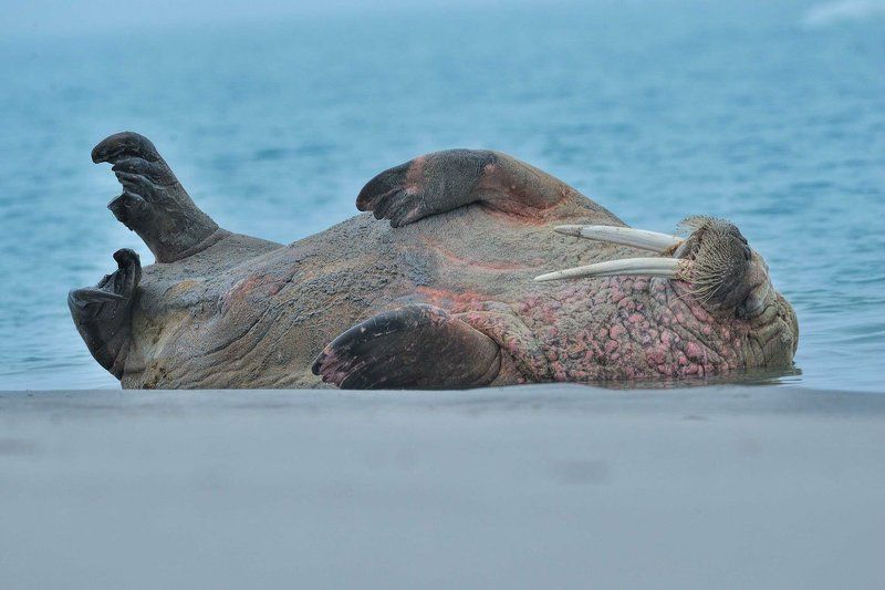 Арктика, архипелаг Шпицберген, морж, дикая природа, путешествия летом на северном пляже фото превью