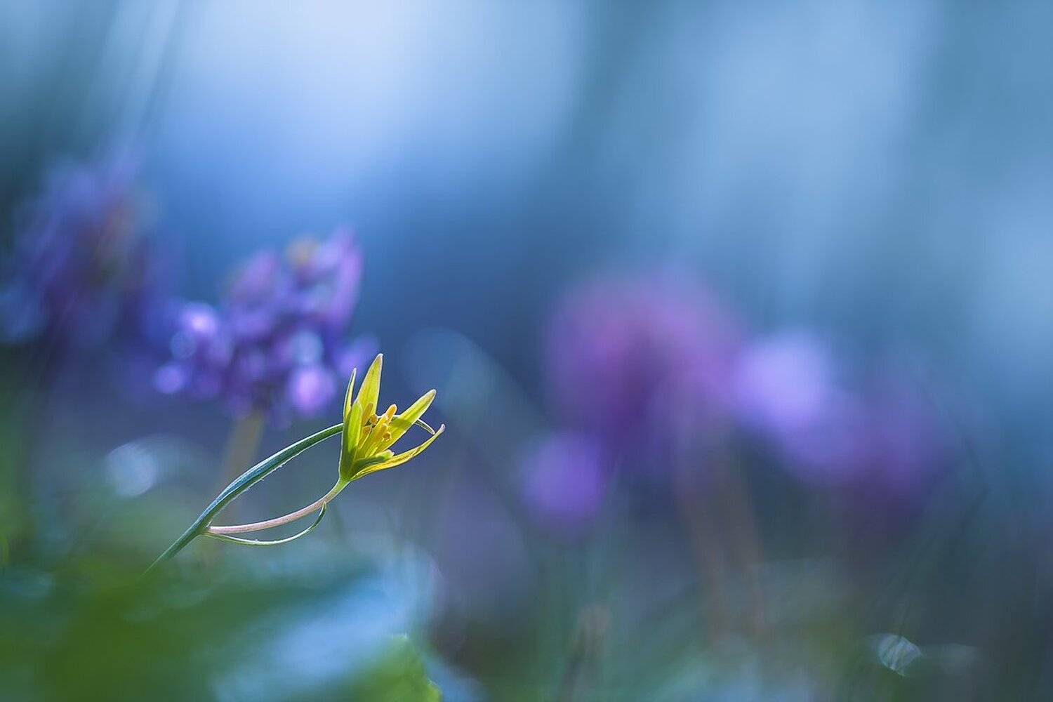 , Gabriel Prescornita