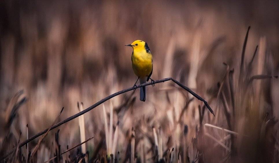 , Вячеслав Мищенко
