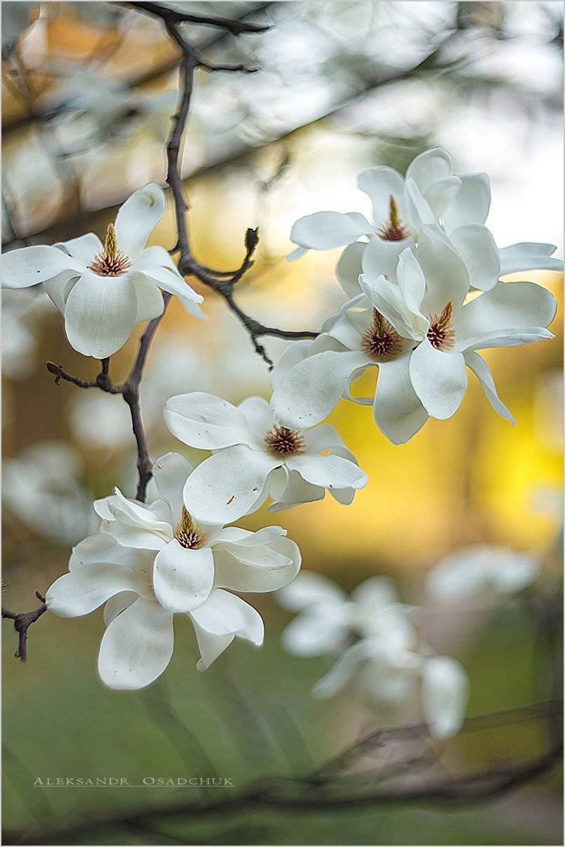 Гелиос 40, shandor