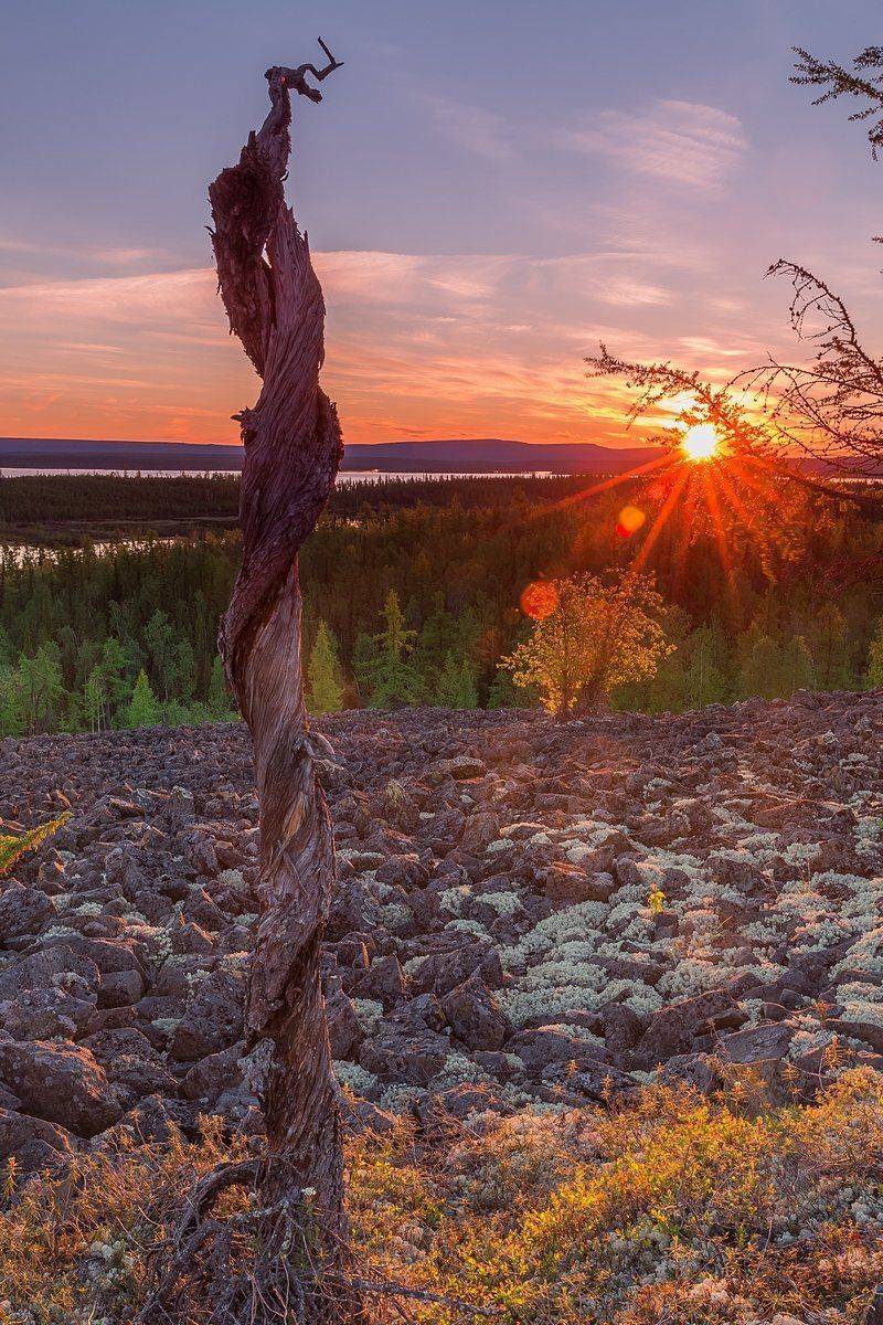 путорана, курейка, эвенкия, красноярский край, лиственница, рассвет, Кирилл Уютнов