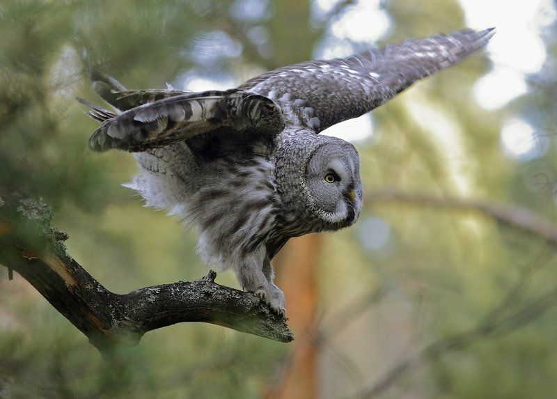 Про сову фото превью