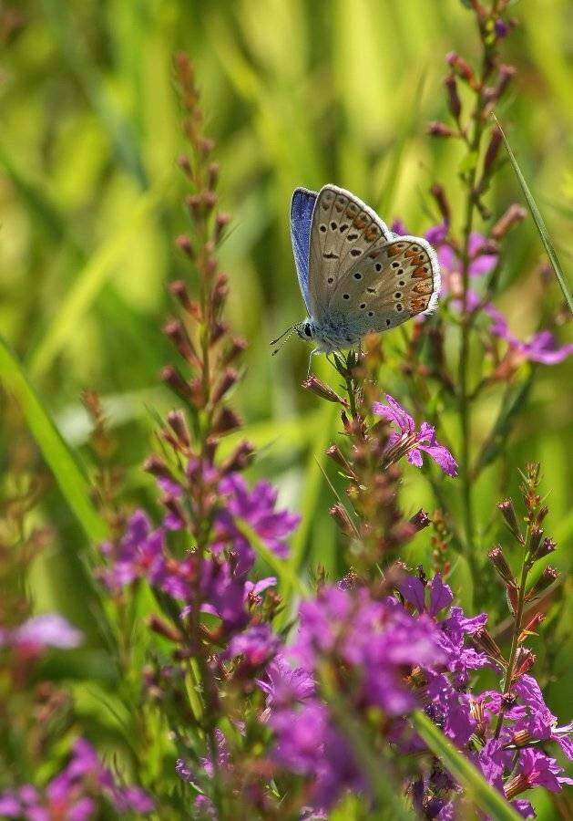 , Чепленко Алексей