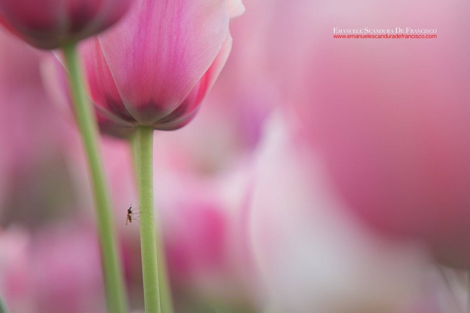emanuele scandura de francisco tulpani, Emanuele Scandura De Francisco