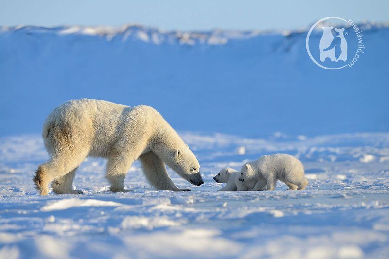 белый медведь, арктика Наставление фото превью