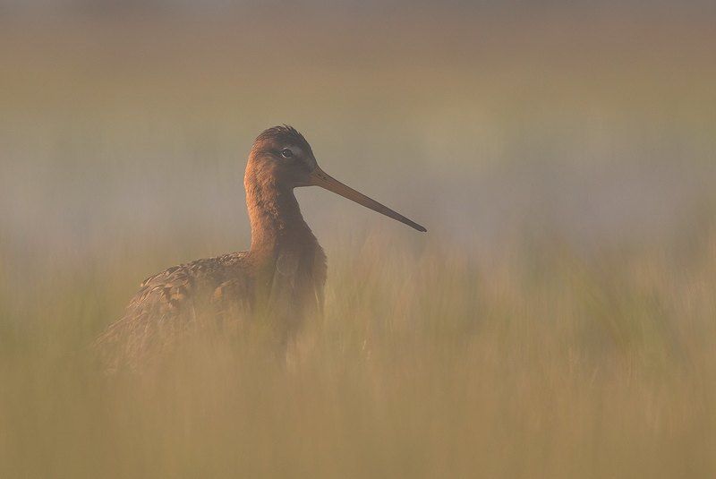 Black-tailed Godwit фото превью