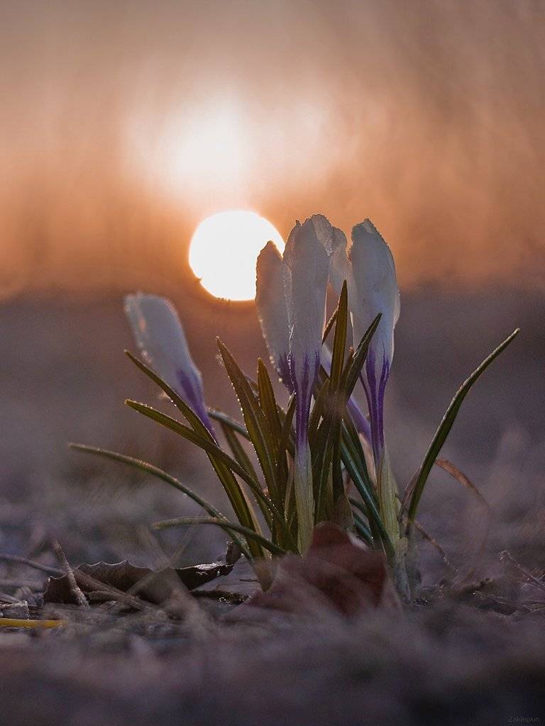 весна, макро, цветок, Олег Зкл