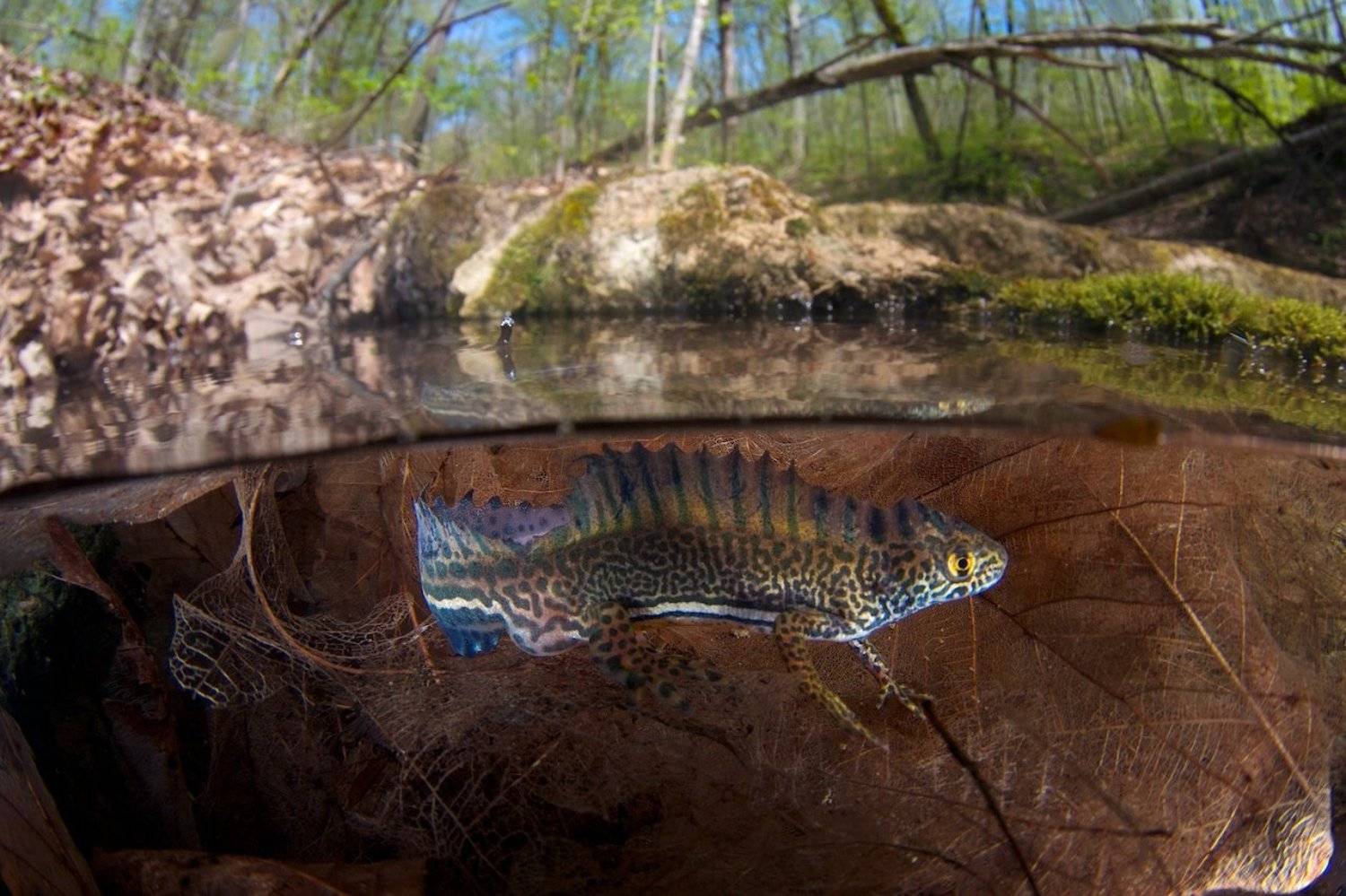 Весна, Кавказ, Лужа, Малоазиатский тритон, Фрагменты листьев, Юг, Никифоров Егор