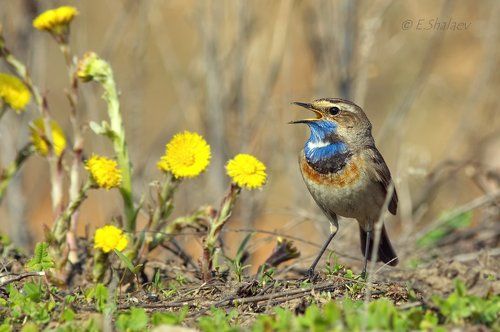 Bluethroat ,Варакушка - Luscinia svecica