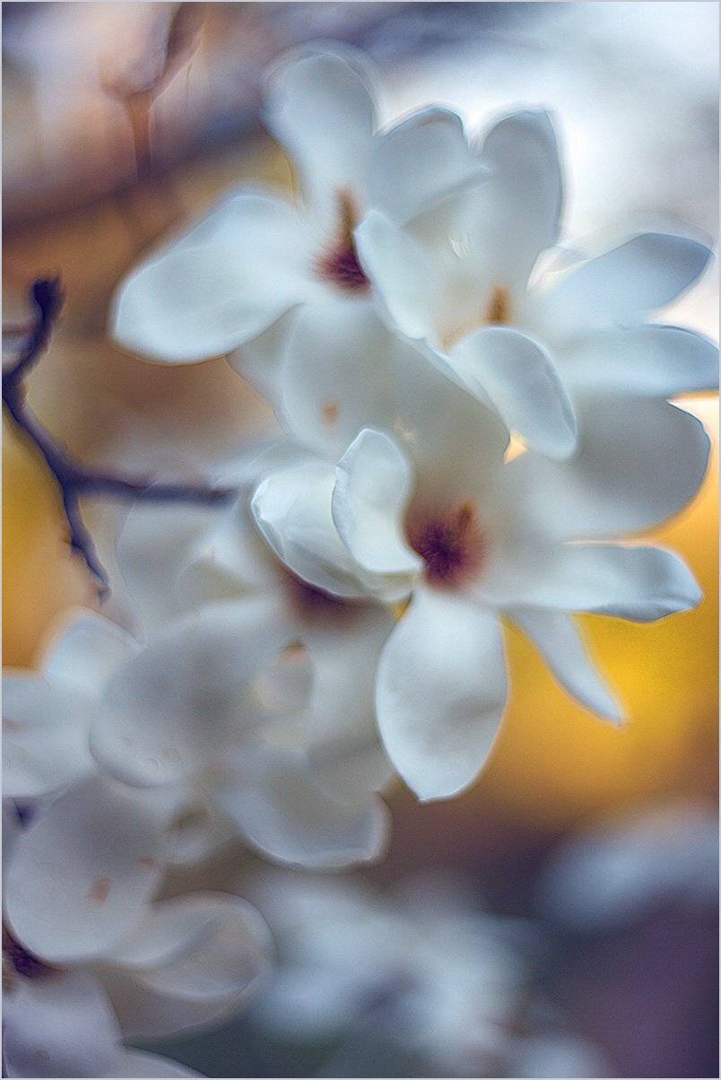 Гелиос 40, shandor