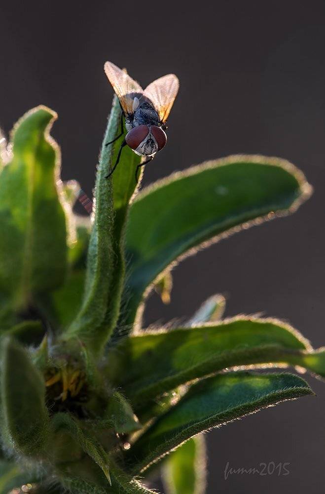 , Игорь ФУММ