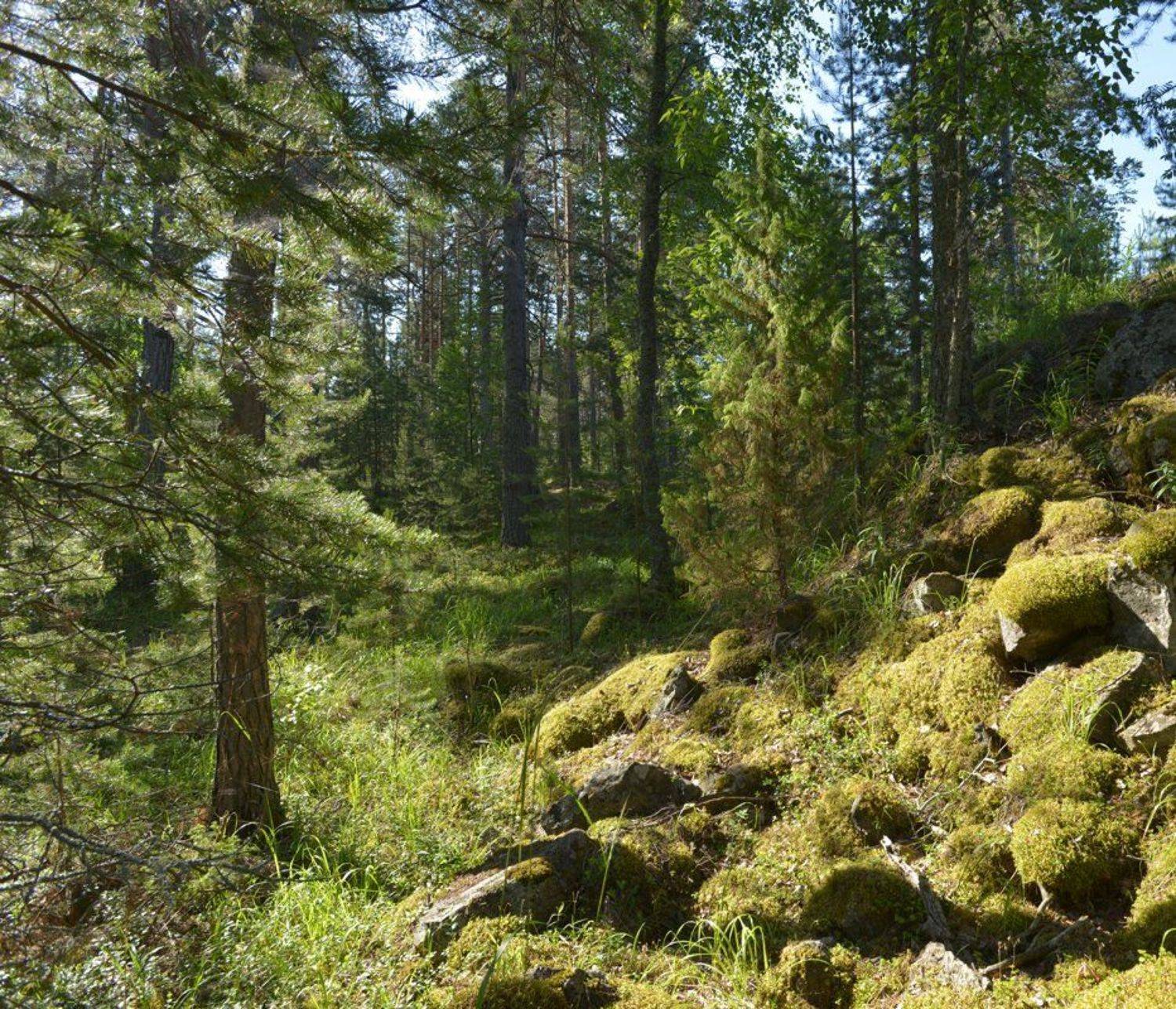 , Сергей Седов